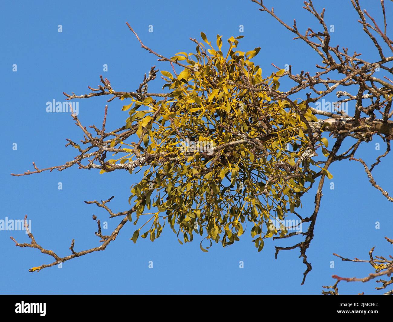 Arbre avec gui Banque de photographies et d’images à haute résolution ...