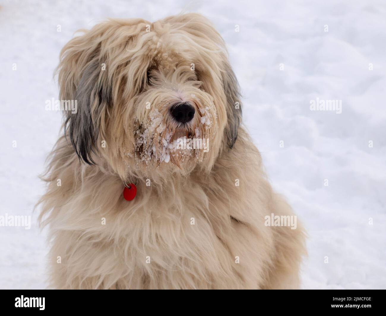 Terrier tibétain dans la neige Banque D'Images