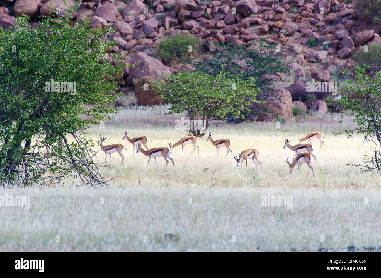 Troupeau de Springboks en Namibie Banque D'Images