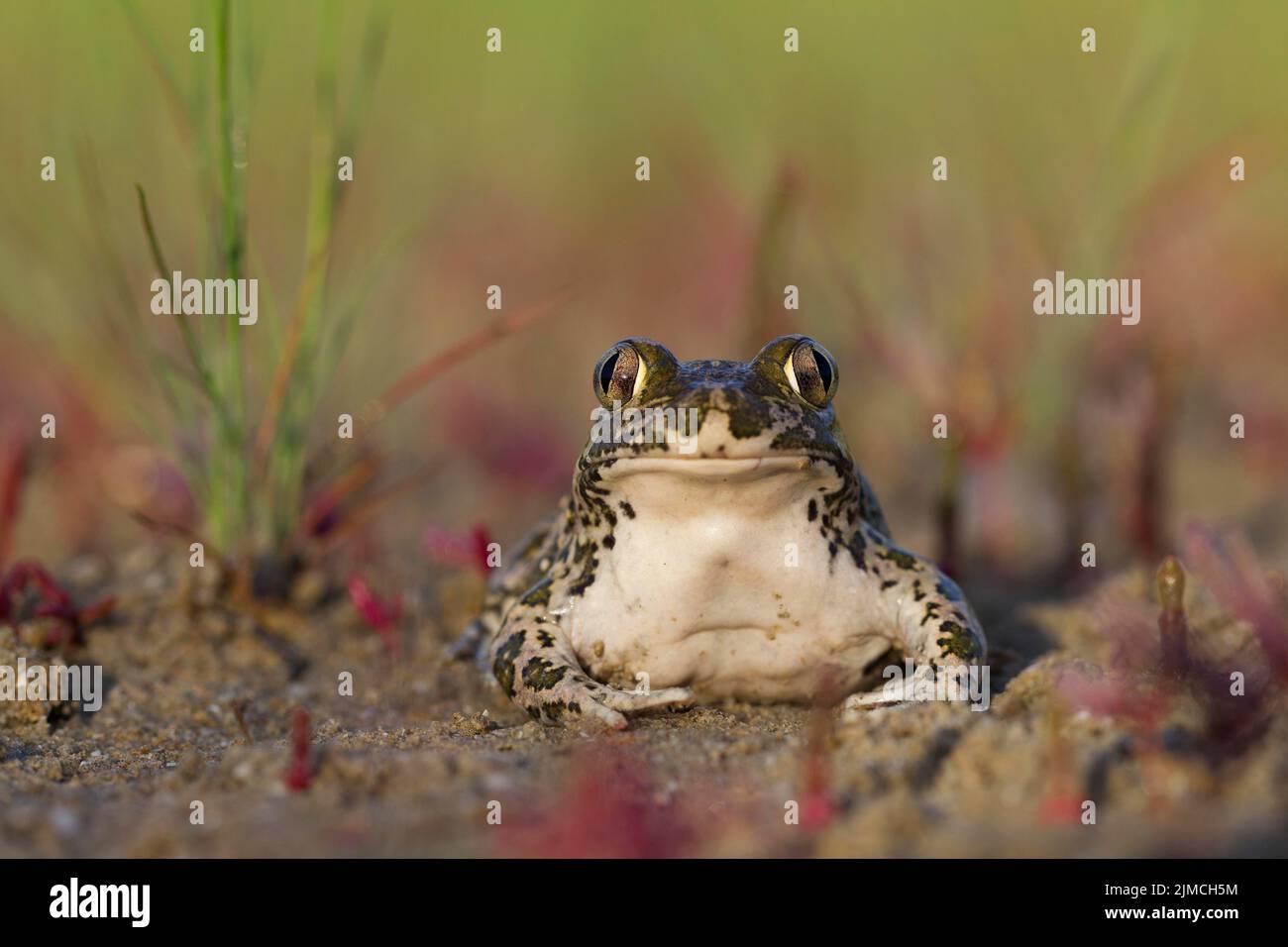 Crapaud syrien (Pelobates syriacus), Réserve de biosphère du delta du Danube, Roumanie Banque D'Images