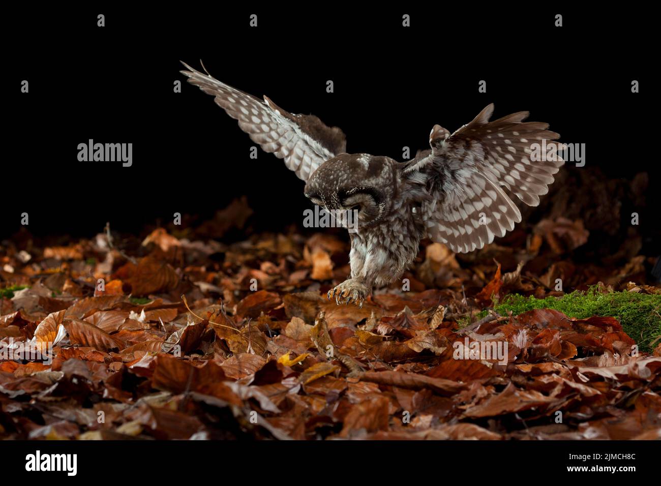 La chouette de Tengmalm (Aegolius funereus) lors d'une attaque de proies, Thuringe, Allemagne Banque D'Images