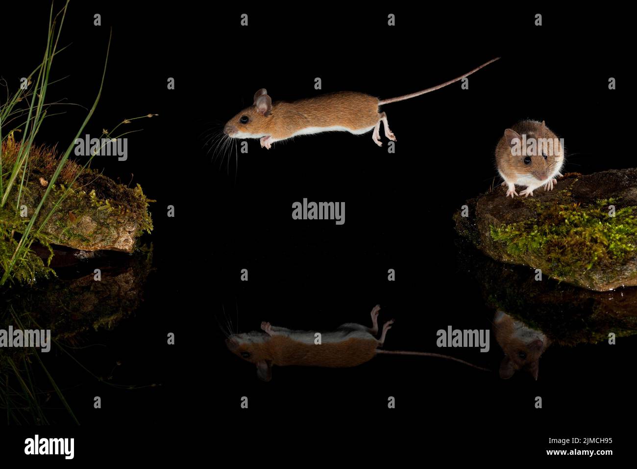 Souris à col jaune (Apodemus flavicollis) sautant sur la surface de l'eau, deuxième campagnol à col jaune attendant sur la rive, image miroir, Thuringe, Allemagne Banque D'Images