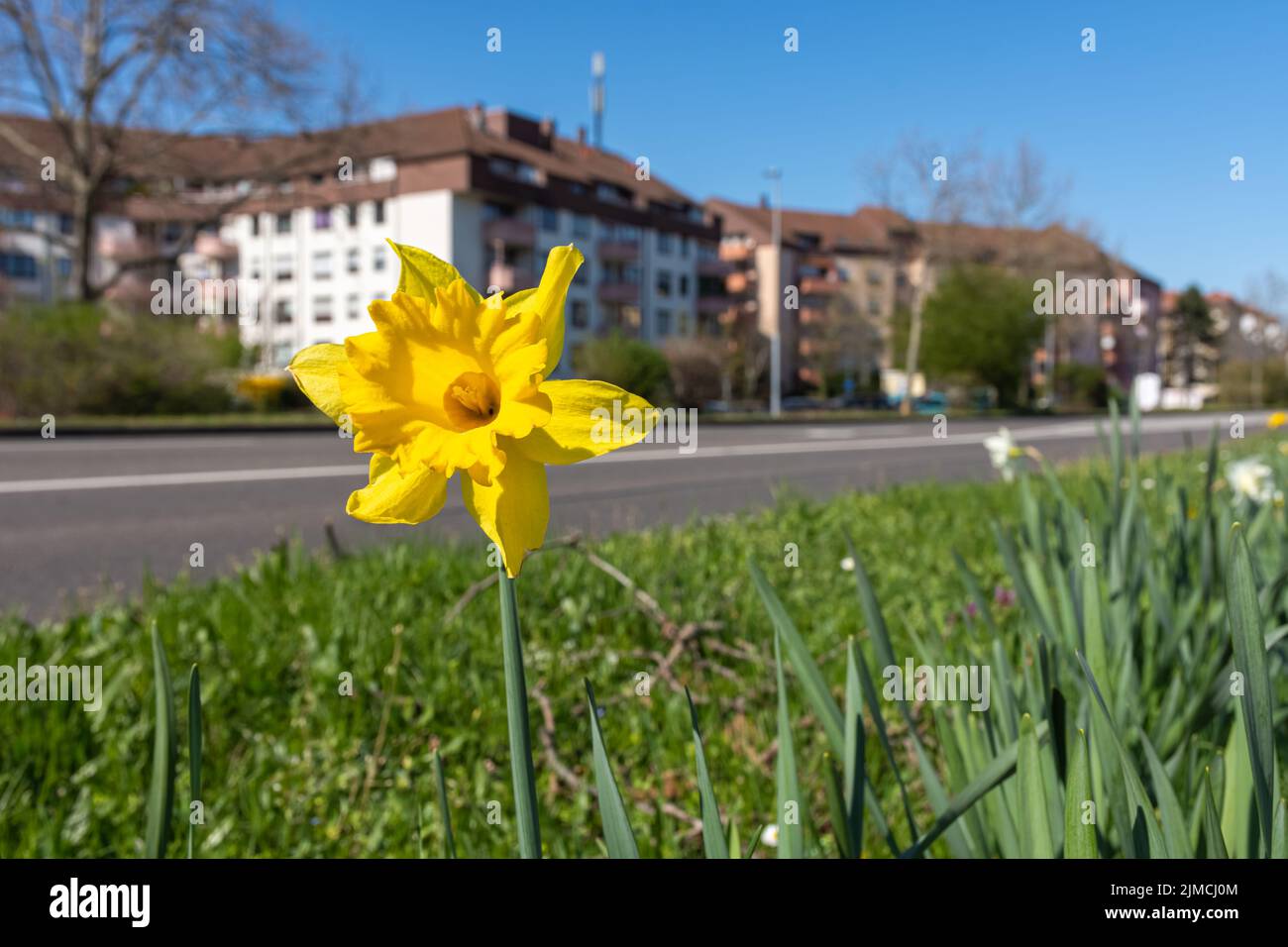 Narcisse jaune qui pousse dans la ville Banque D'Images