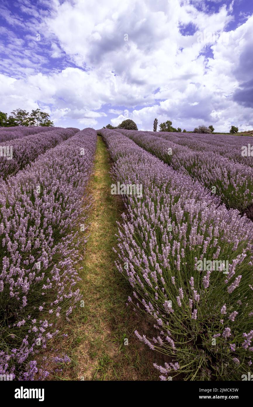 Lavande, fleur pourpre, champ de lavande, plante médicinale au lac Balaton, Lavender Koroeshegyi, Hongrie Banque D'Images