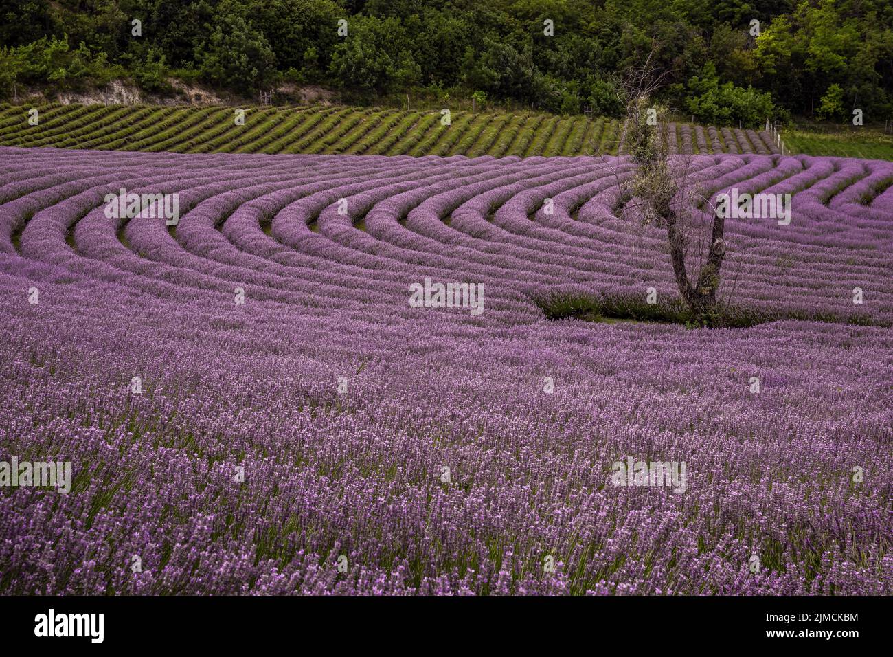 Lavande, fleur pourpre, champ de lavande, plante médicinale au lac Balaton, Lavender Koroeshegyi, Hongrie Banque D'Images