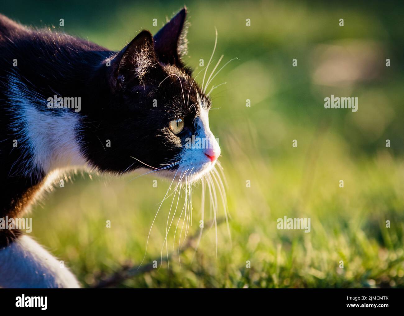 Portrait de la chasse de chat mignon petit Banque D'Images