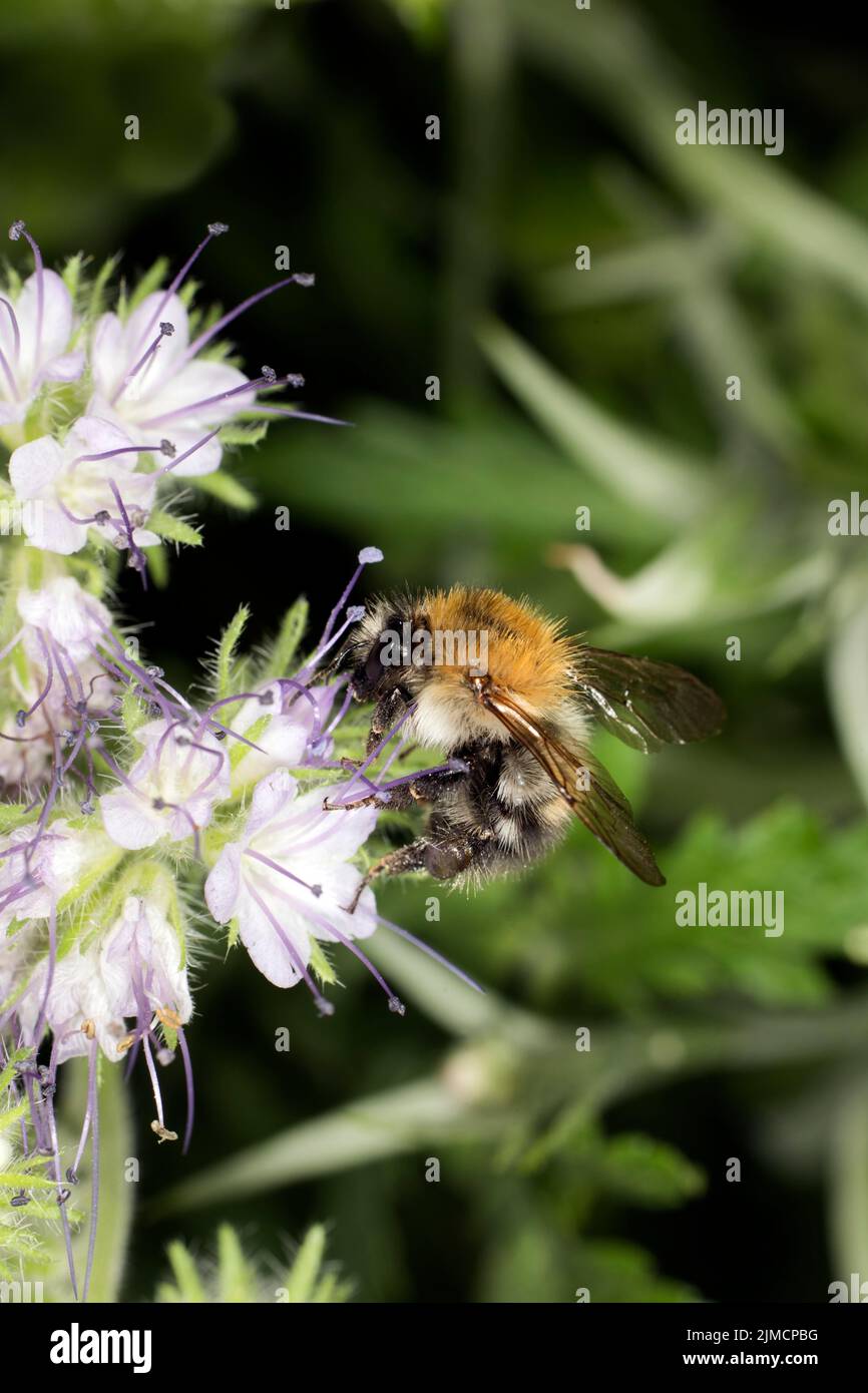 Un premier bourdon (Bombus pratorum) sur un lacy phacelia (Phacelia tanacetifolia), Bueschelschoen, Berlin, Allemagne Banque D'Images