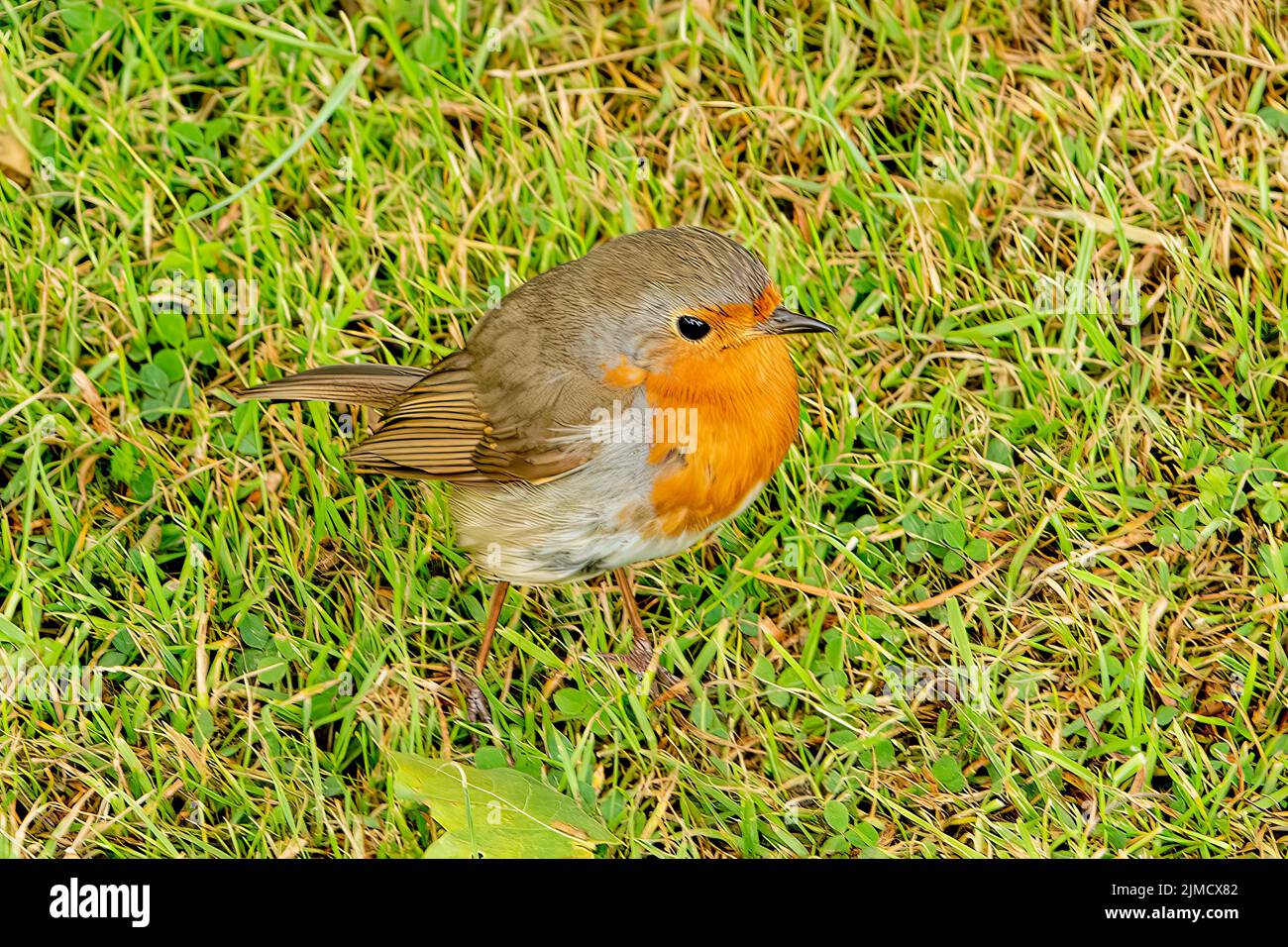 Robin européen, Erithacus rubecula aux abords Banque D'Images