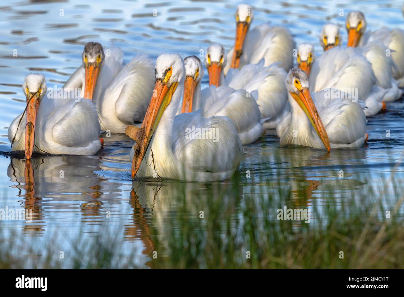 Un groupe de pélicans blancs suivant leur chef s'approche du rivage du lac. Banque D'Images