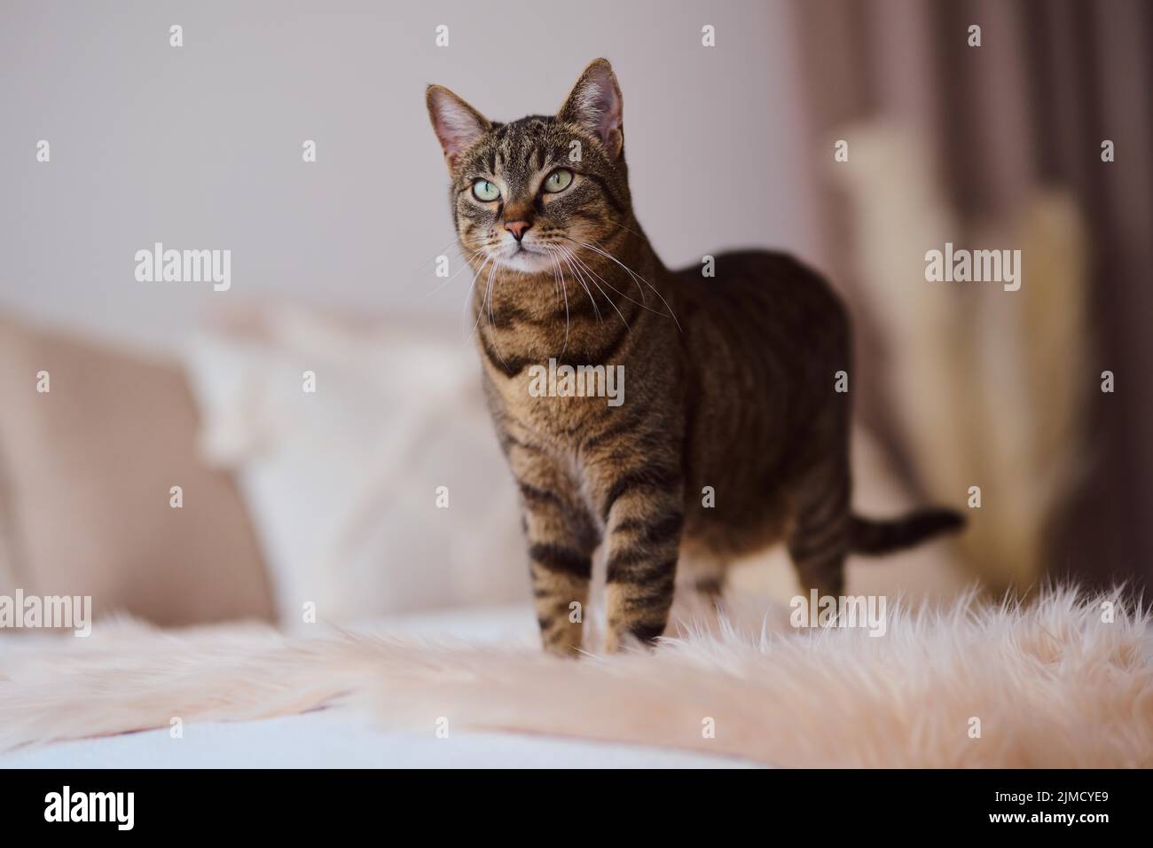 Tabby felidae (Felis silvestris catus) debout sur un lit, chat plat, Autriche Banque D'Images