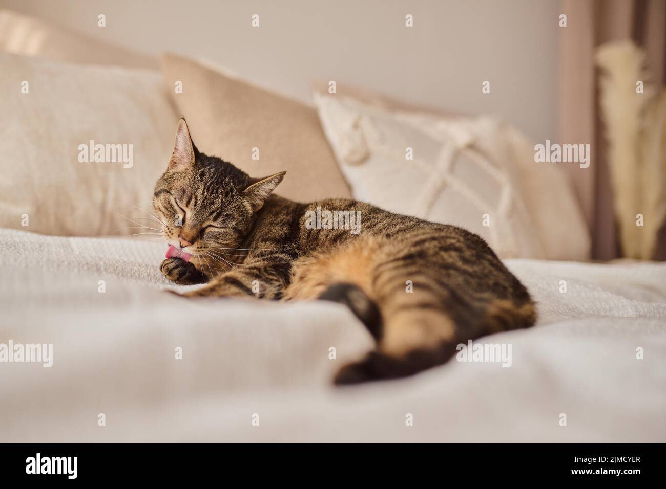 Tabby felidae (Felis silvestris catus) couché sur un lit et se nettoyant, chat plat, Autriche Banque D'Images