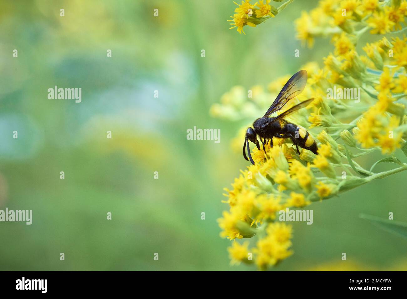 Guêpe de poignard (Scolia hirta) collectant le nectar d'une fleur jaune de verge rouge (Solidago), Styrie, Autriche Banque D'Images