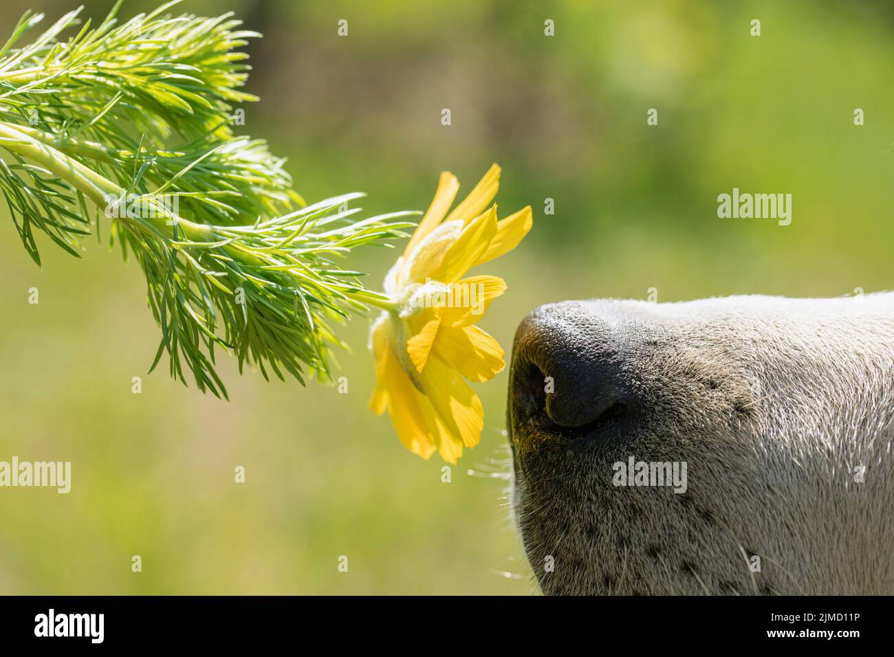 Gros plan sur la fleur de chien, le nez de chien étant axé sur le fond vert nature été Banque D'Images