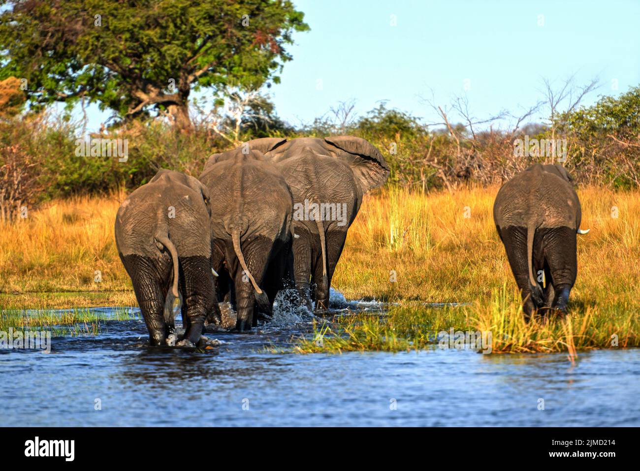 Éléphants traversant la rivière Kwando en Namibie Banque D'Images