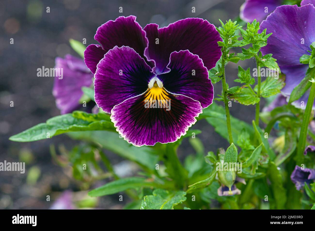 Fleur de pansy pourpre foncé (alto tricolore) dans le jardin Banque D'Images
