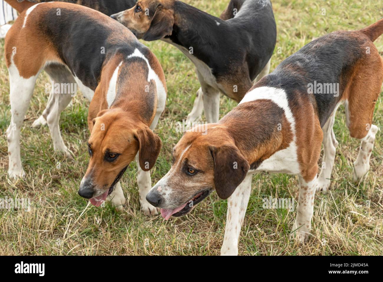 un groupe de chiens provenant d'un sac de chasse se balader ensemble Banque D'Images