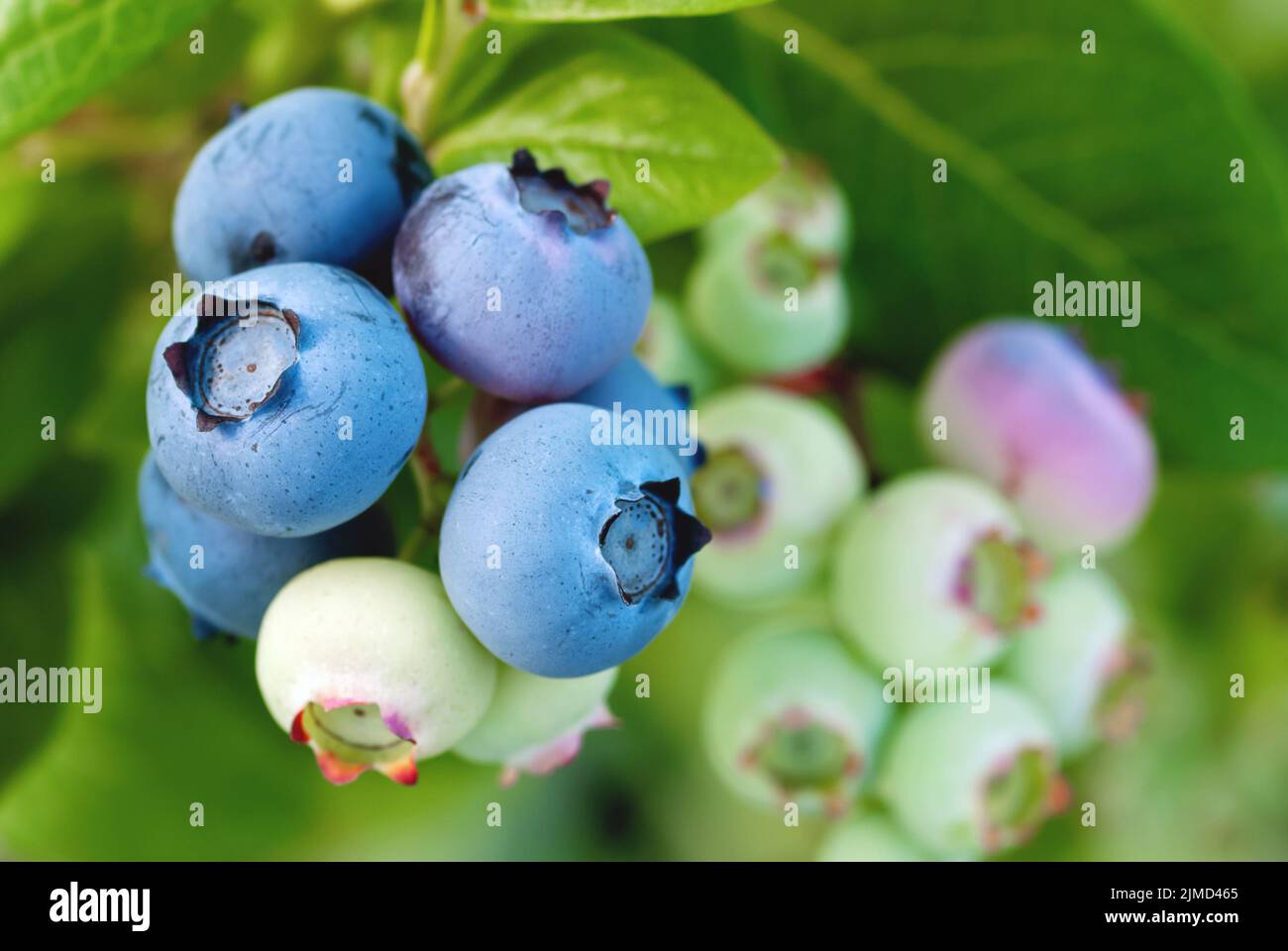 Belles baies de bleuets sur la brousse, cultivé Vaccinium corymbosum Banque D'Images