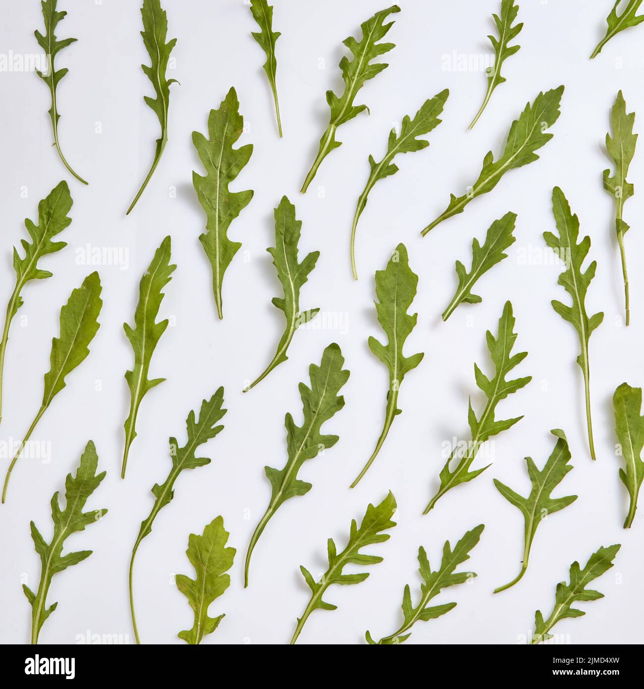 Motif végétal à partir de feuilles d'arugula naturelles fraîchement cueillies. Banque D'Images