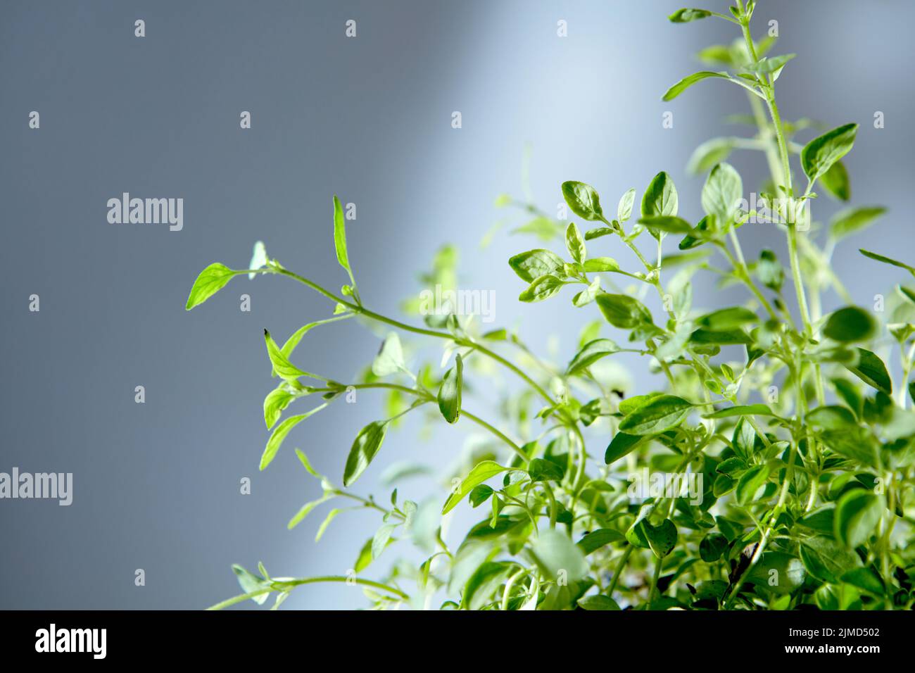 Bouquet de plantes biologiques fraîchement naturelles sur fond gris. Banque D'Images