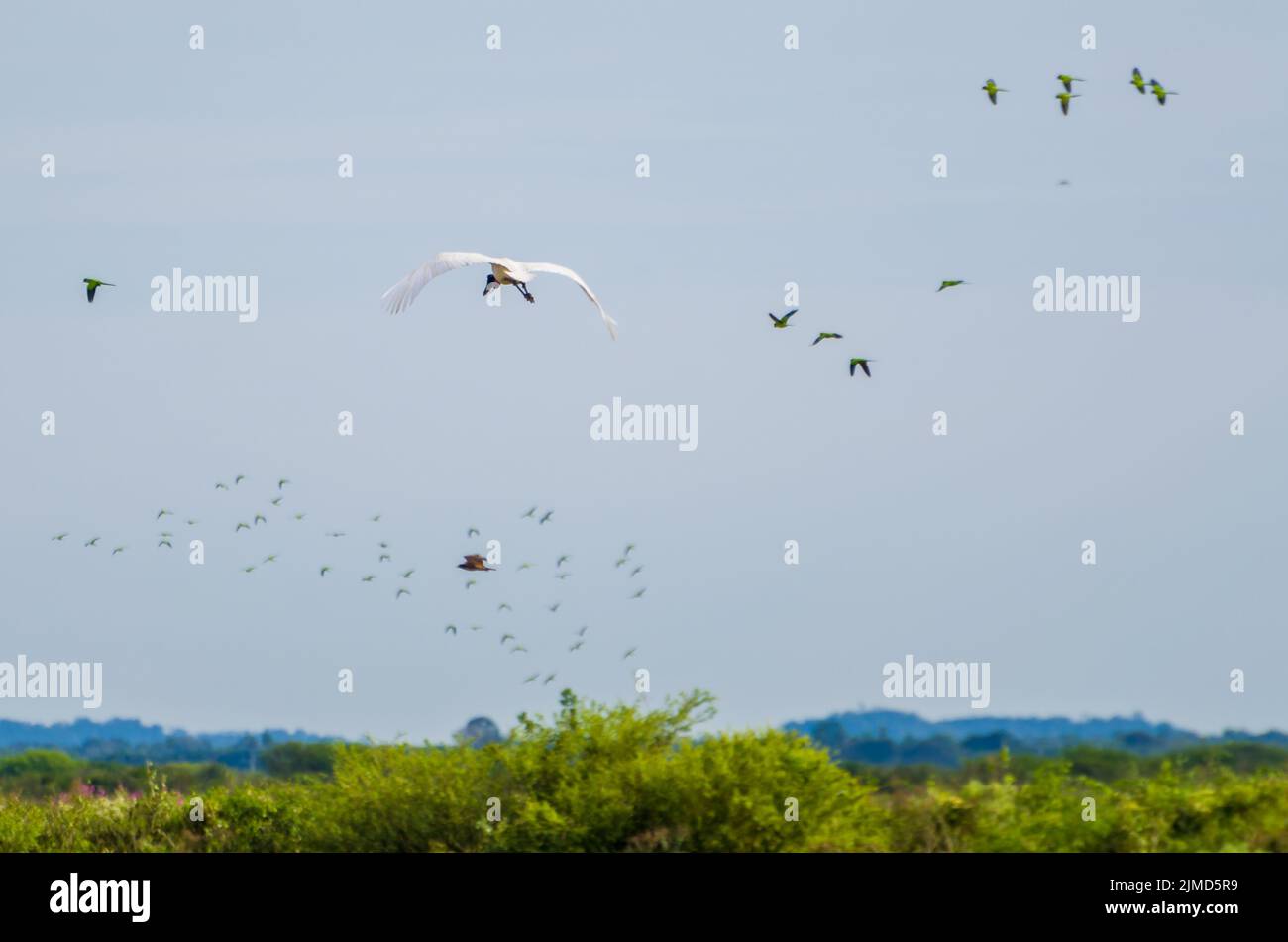 Bel oiseau Tuiuiu ou Jabiru mycteria Jabiru () dans le Pantanal Brésilien Banque D'Images