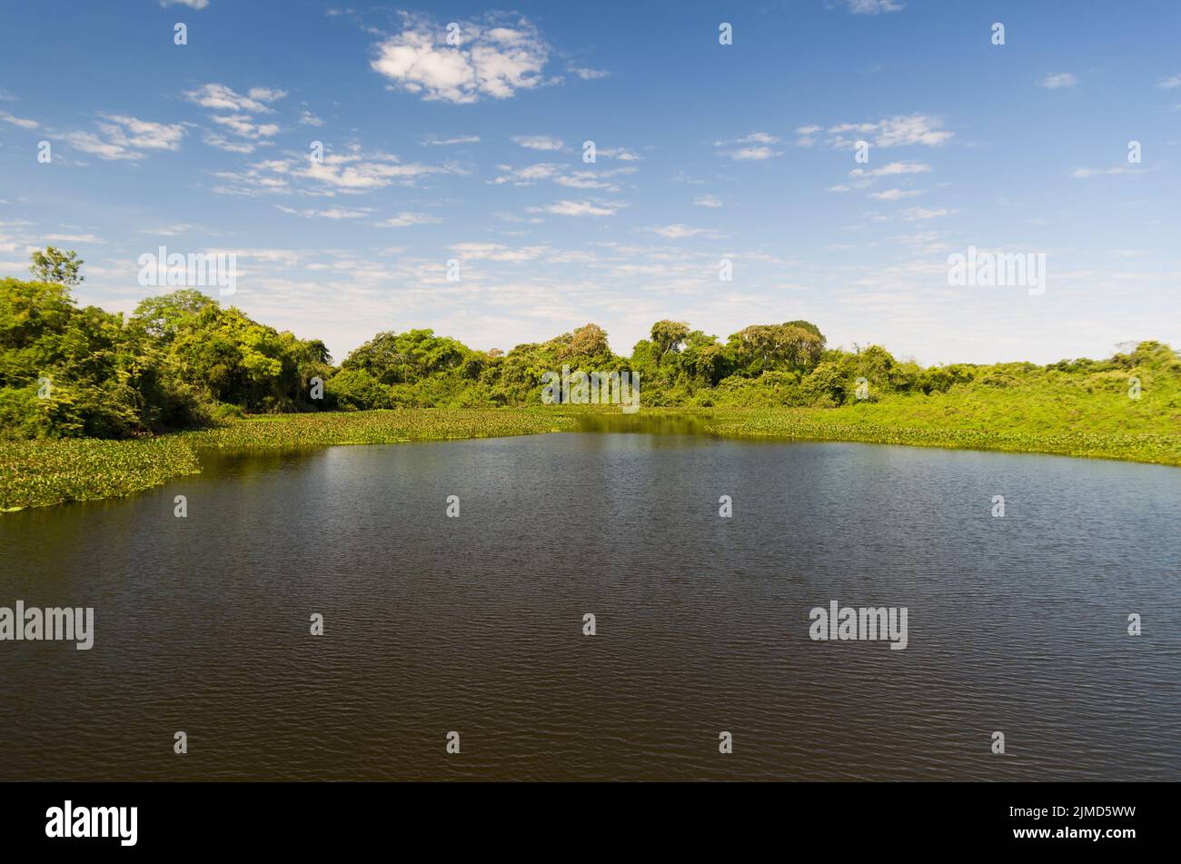 Belle image de la zone humide du Brésil, région riche en faune et flore. Banque D'Images