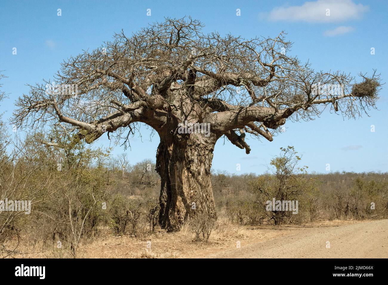 Baobab dans le parc national Kruger en Afrique du Sud Banque D'Images