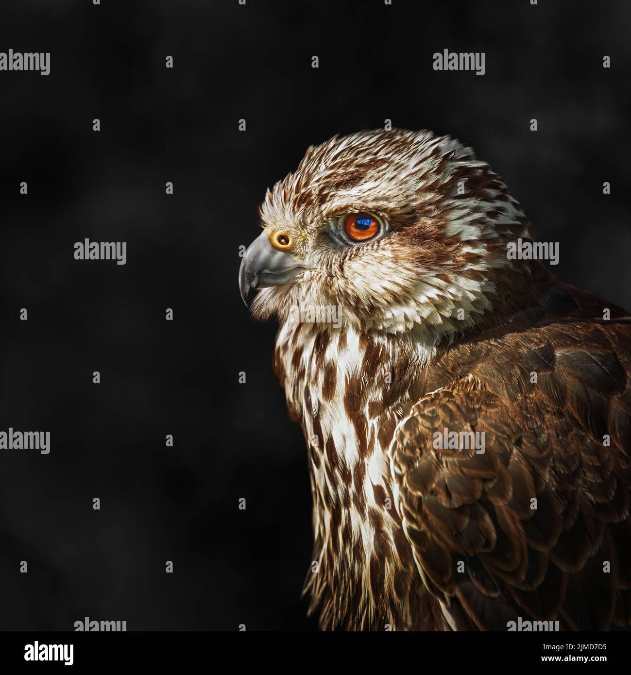 Faucon sacre (Falco cherrug) Banque D'Images