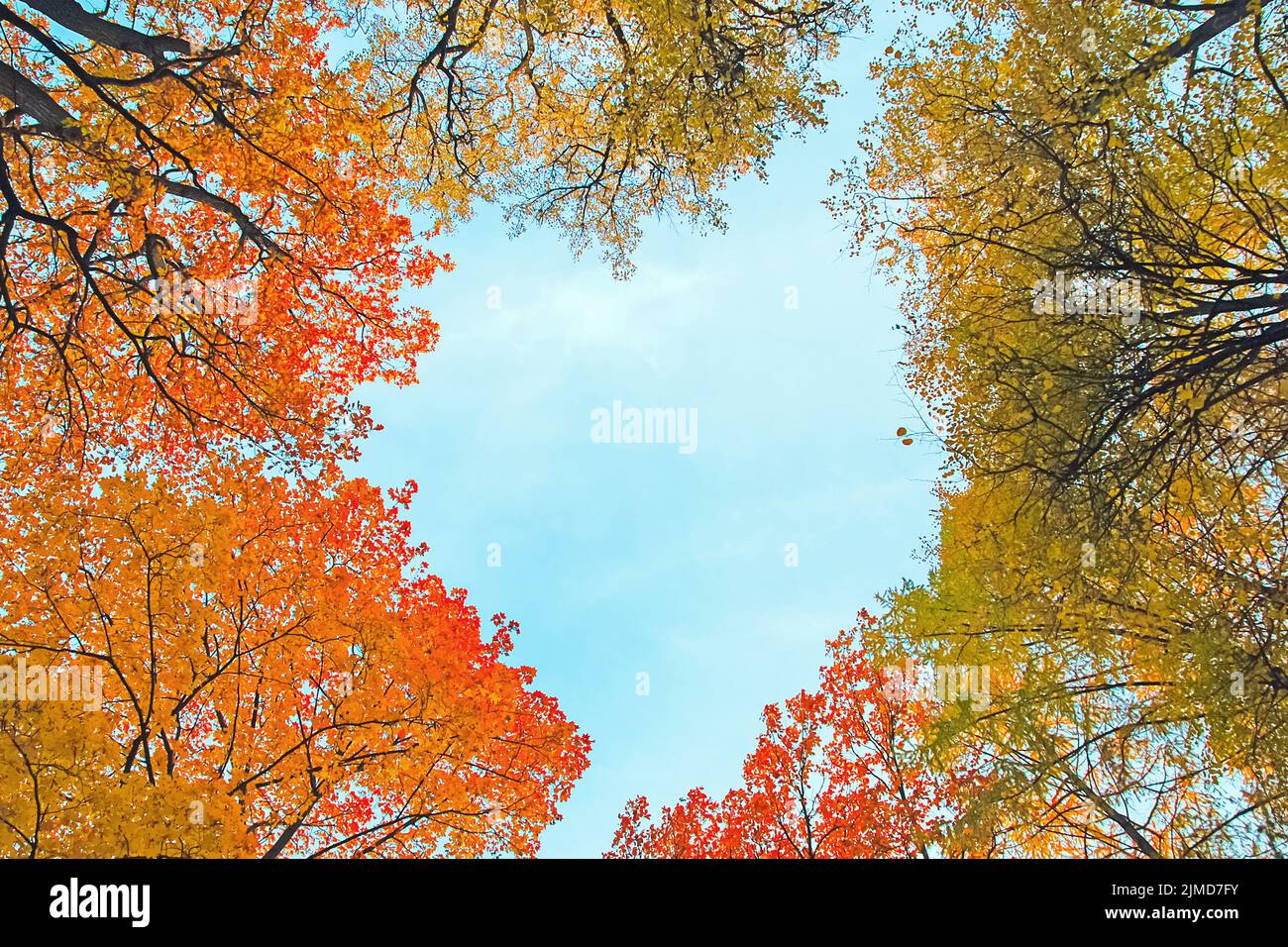 Arbres d'automne feuillage en forme de coeur dans ciel bleu au-dessus Banque D'Images