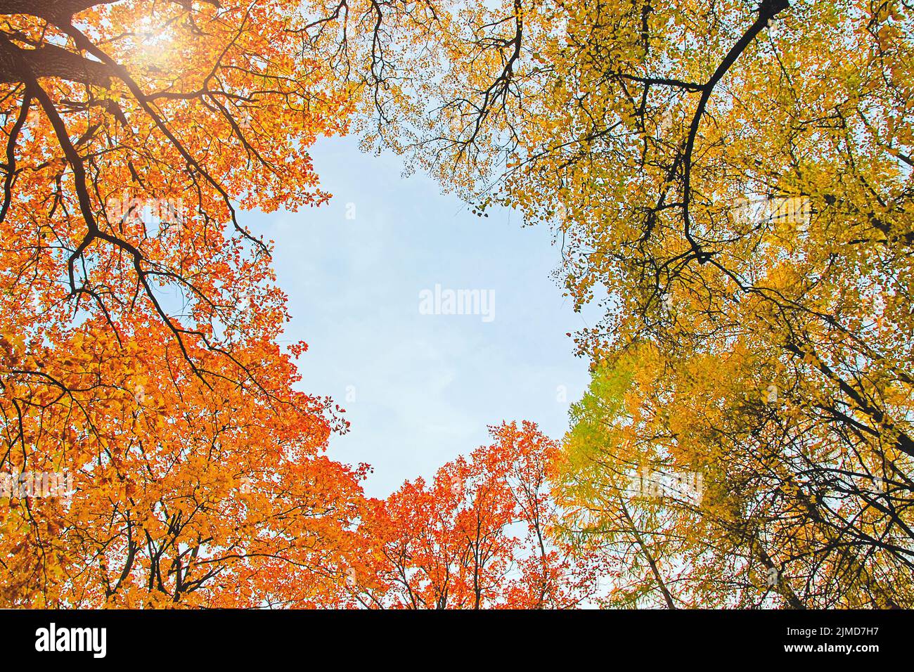 Feuilles d'automne contre le ciel ensoleillé au-dessus, cadre en forme de coeur Banque D'Images