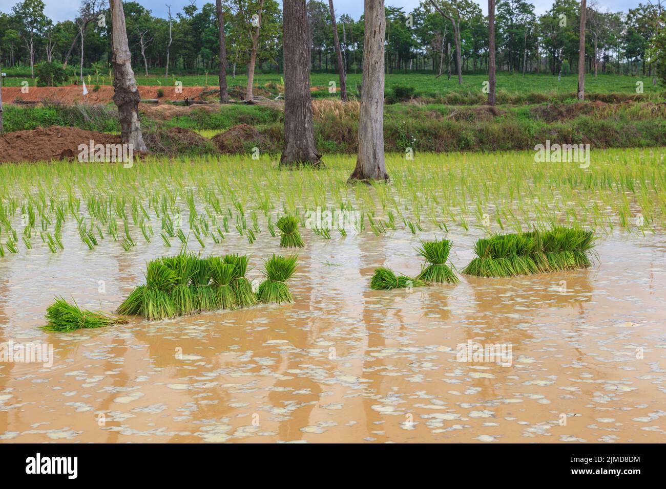 Le riz jeune germe prêt à être planté dans le champ de riz avec de l'eau Banque D'Images