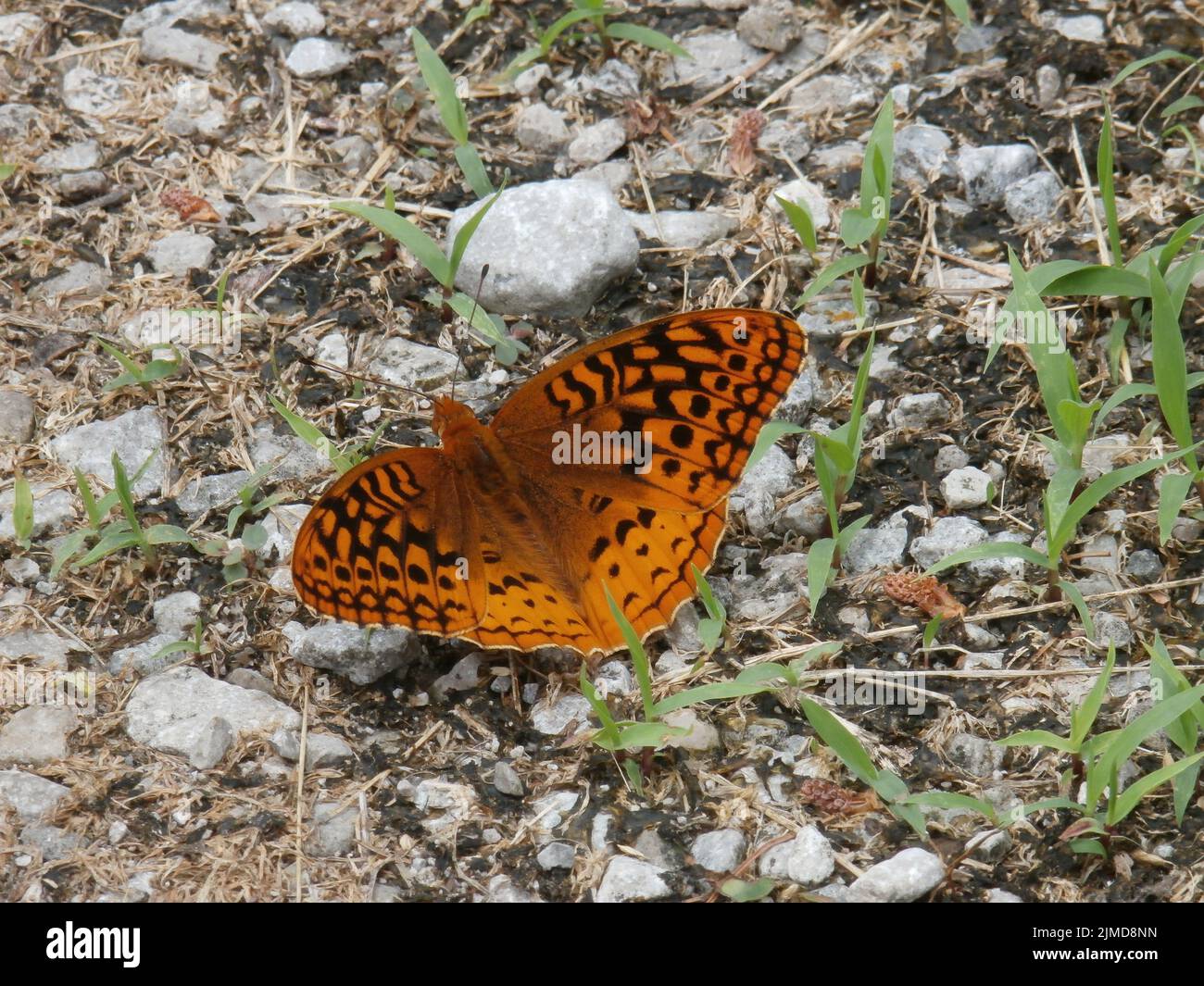 Papillon orange sur gravier Banque D'Images