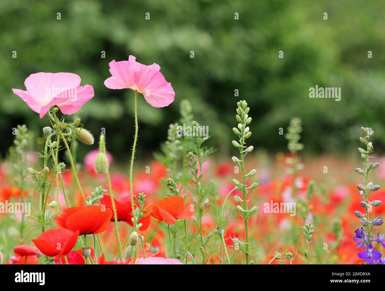 Pavot on meadow Banque D'Images