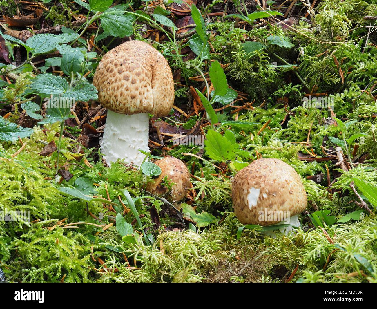 Agaricus mushroom Banque de photographies et d’images à haute résolution Alamy