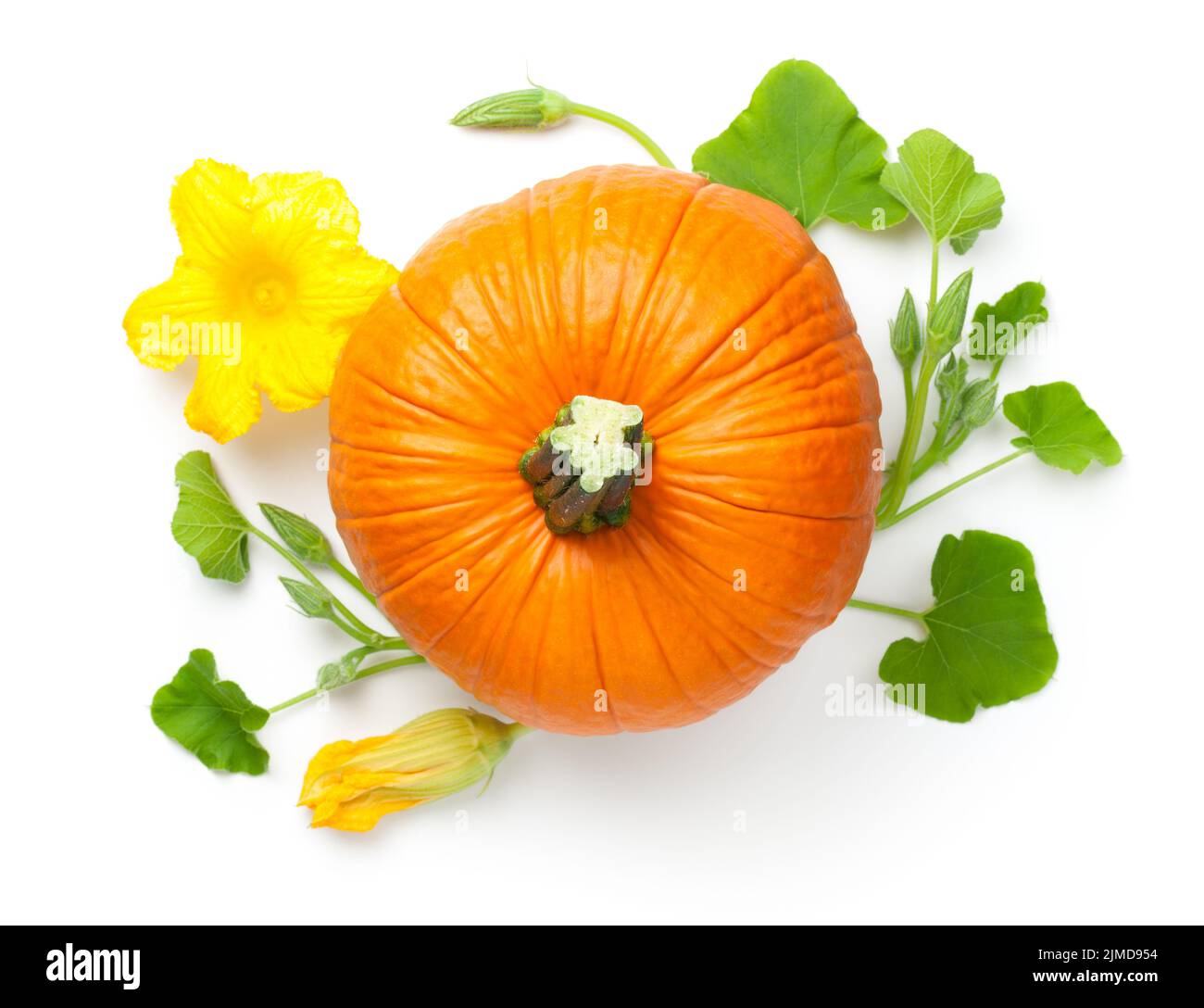 Légumes de citrouille à fleur jaune Banque D'Images