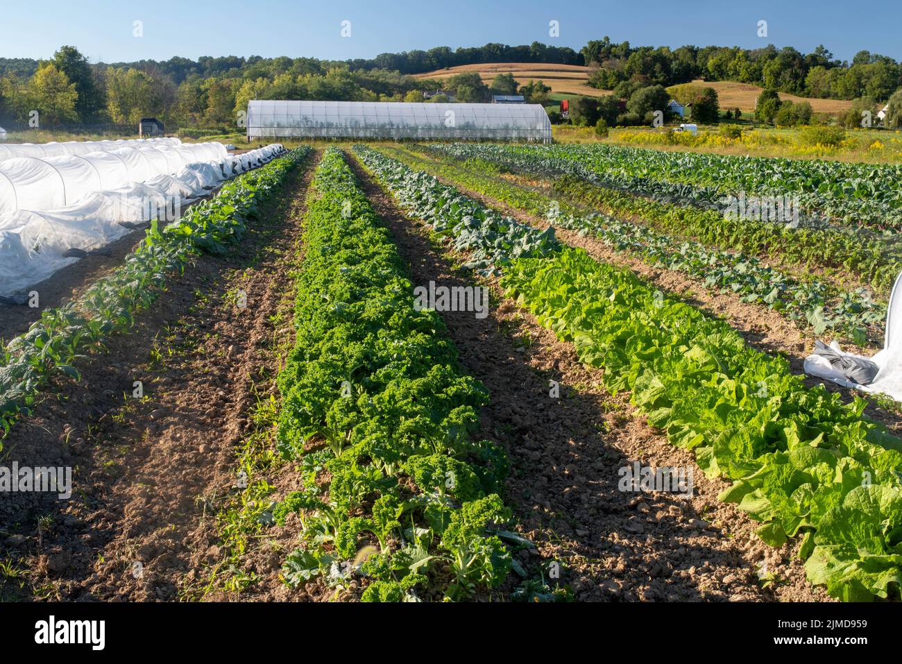 De longues rangées de légumes sains sur une ferme biologique idyllique. Banque D'Images