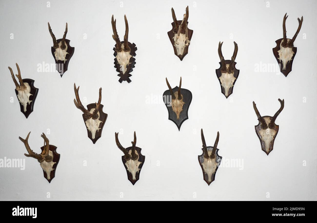 Un cerf-volant isolé sur blanc Banque D'Images