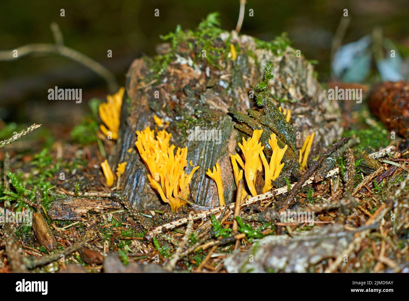Ramaria largentii champignon de corail dans la forêt Banque D'Images