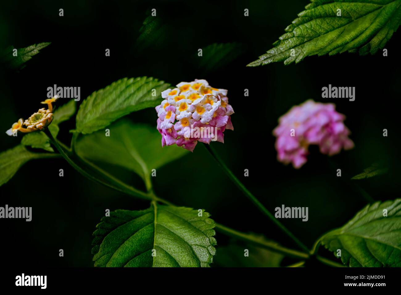 Lantana - plantes à fleurs vivaces Banque D'Images