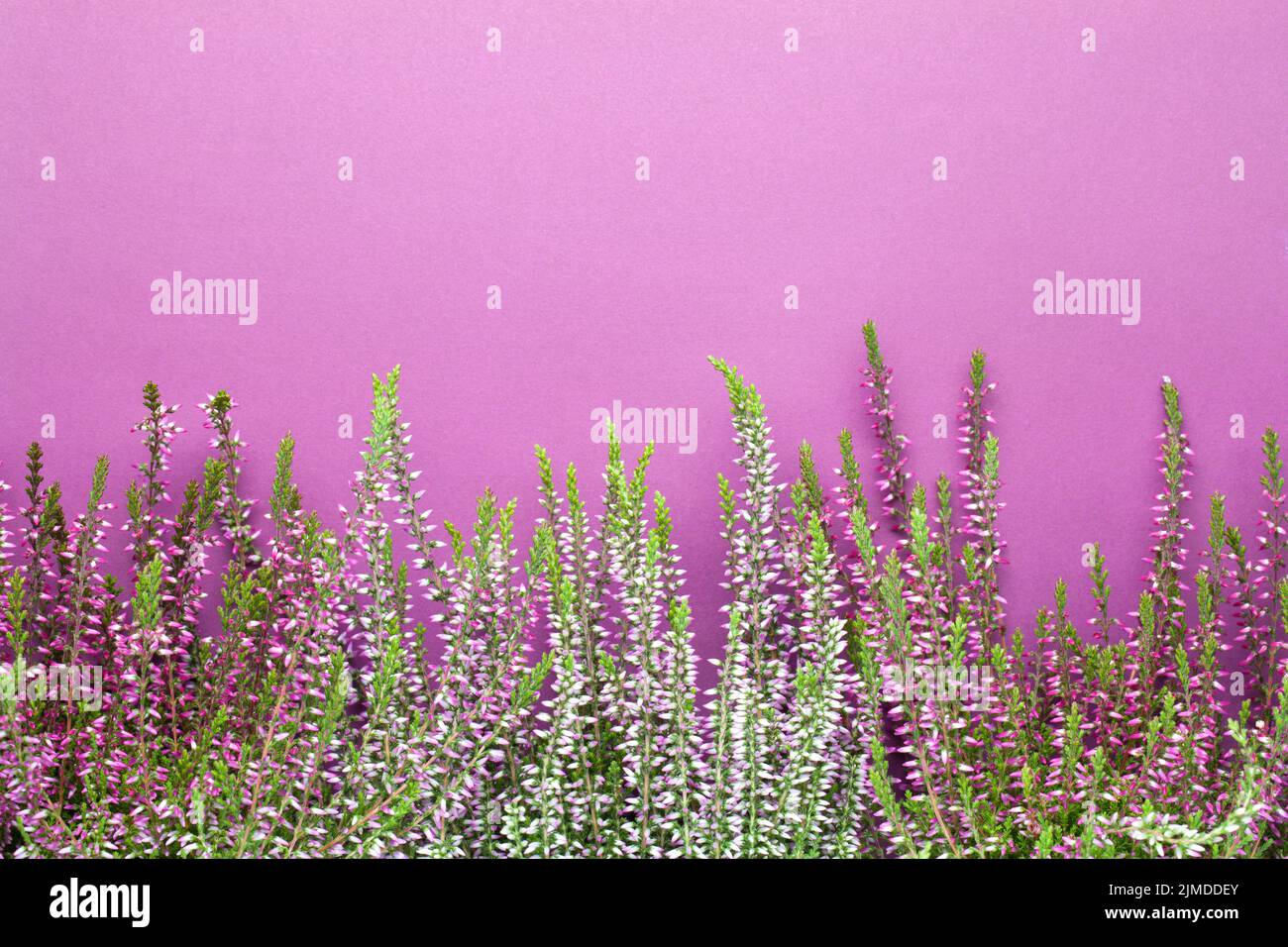 Fleurs de bruyère (Calluna vulgaris) sur fond violet Banque D'Images