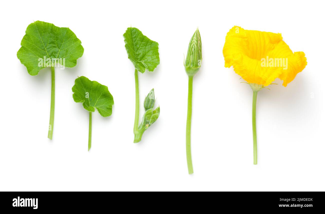 Parties de l'usine de citrouilles Banque D'Images