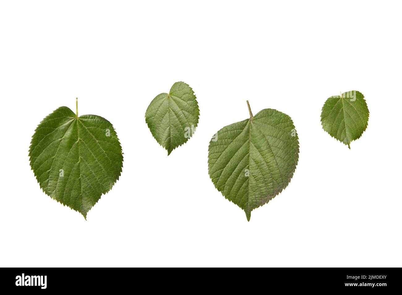 Ensemble de plantes à partir de feuilles texturées organiques fraîches de l'arbre de tilia sur un fond blanc. Banque D'Images