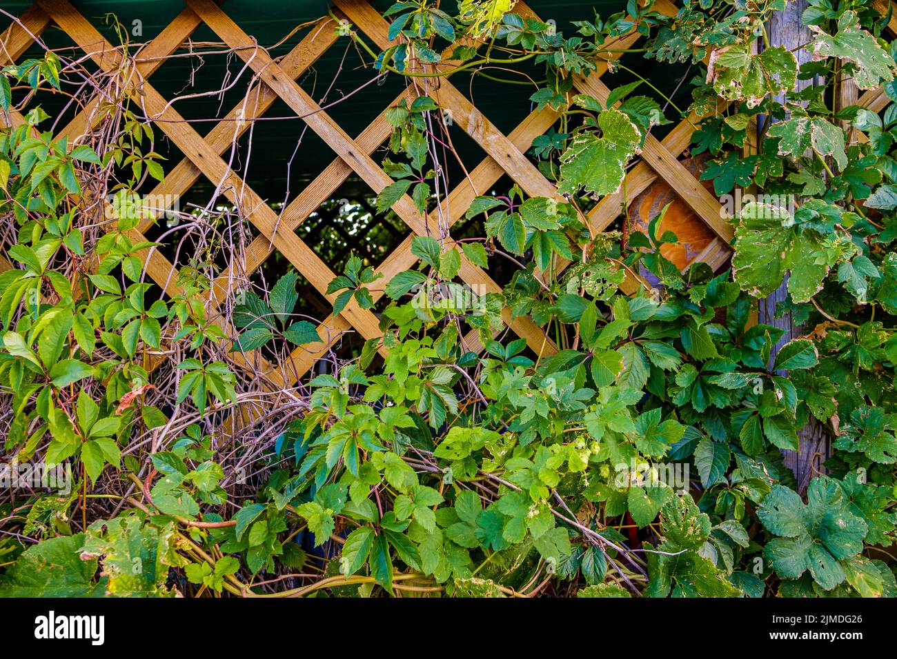Branches de raisins sauvages avec feuilles sur le treillis de bois du jardin gazebo. Banque D'Images