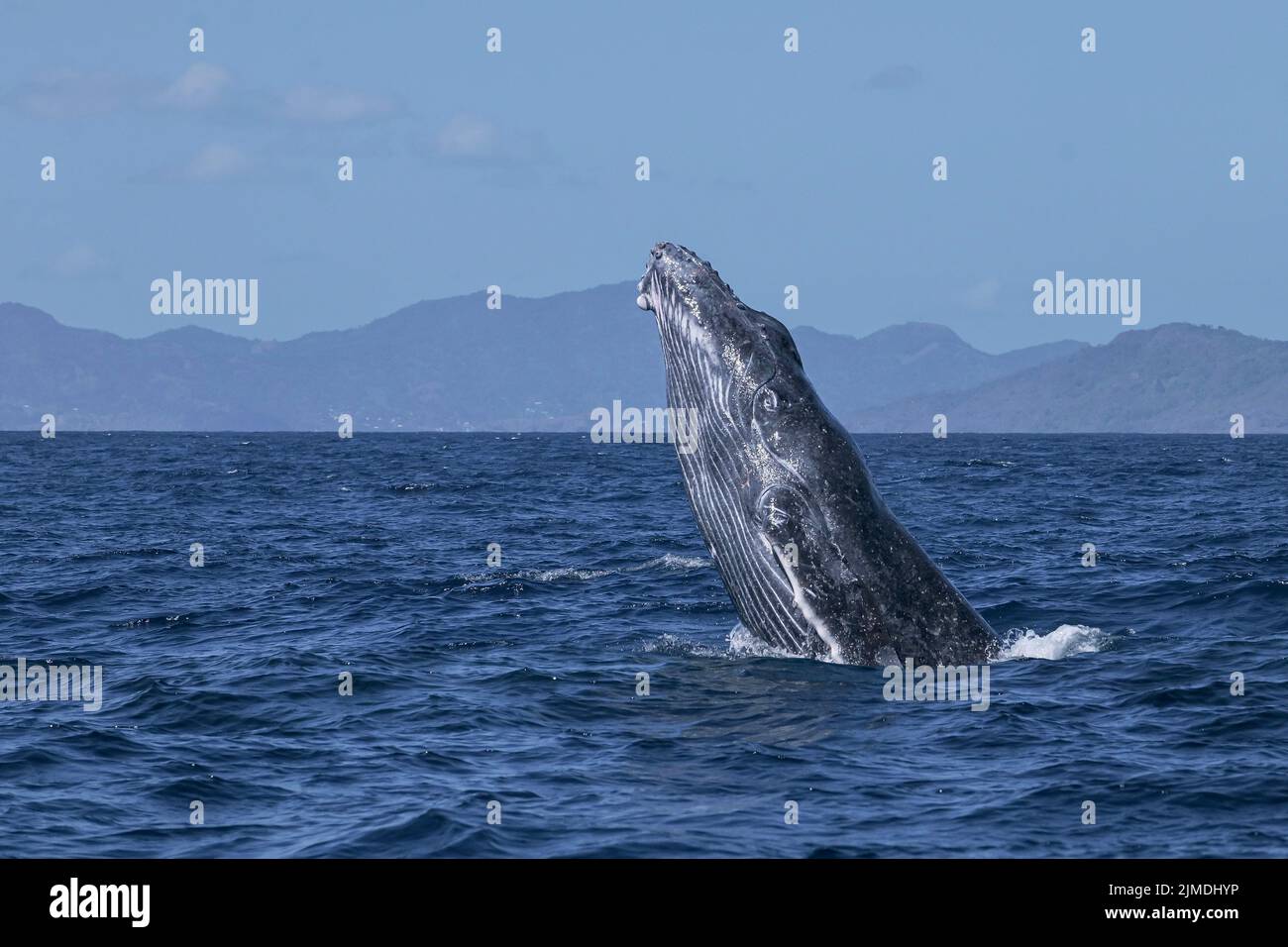 Baleine de Mayotte lagon Océan Indien Banque D'Images