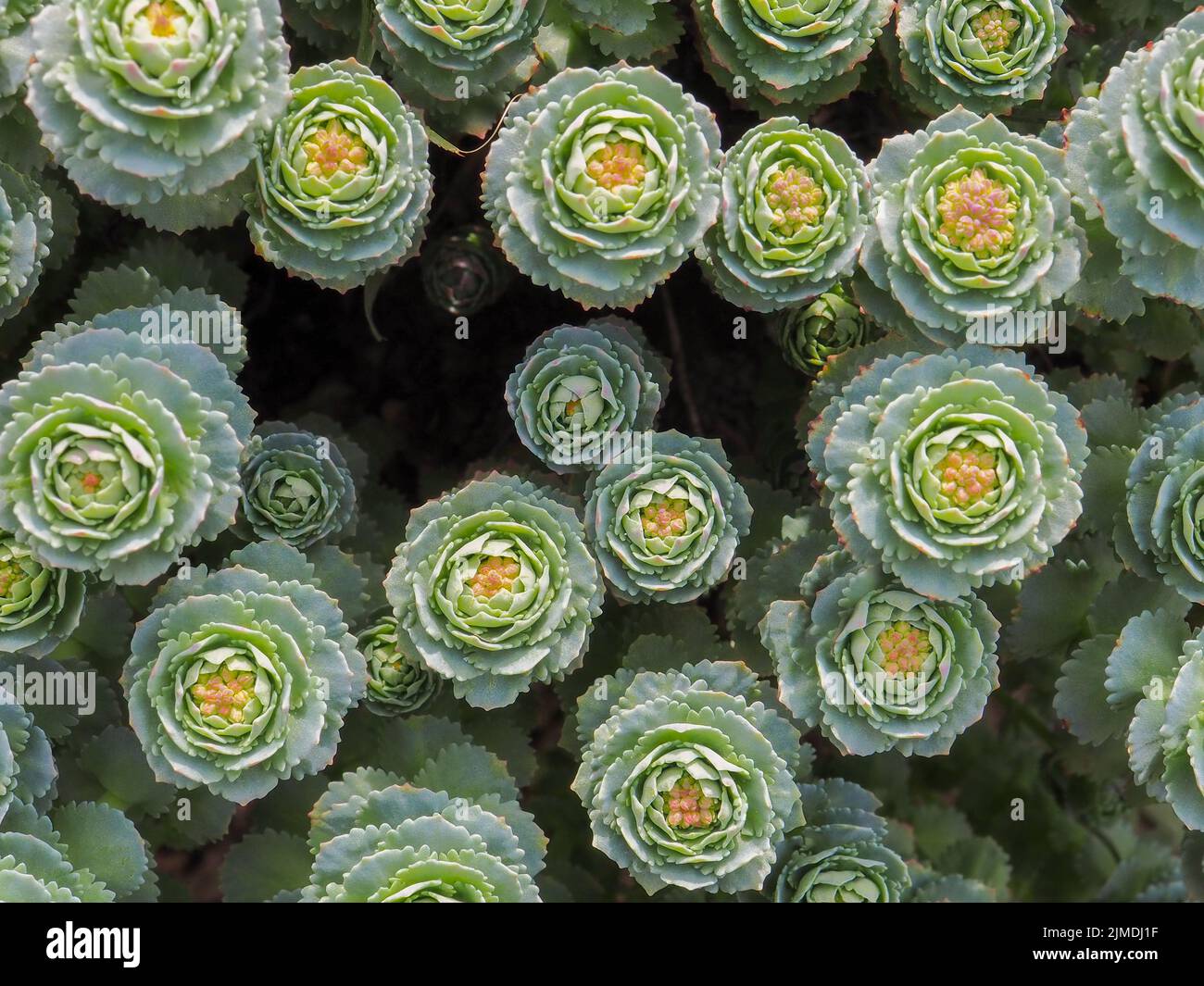 Vue de dessus sur les fleurs d'une plante verte succulente avec des accents roses. Arrière-plan floral abstrait. Banque D'Images