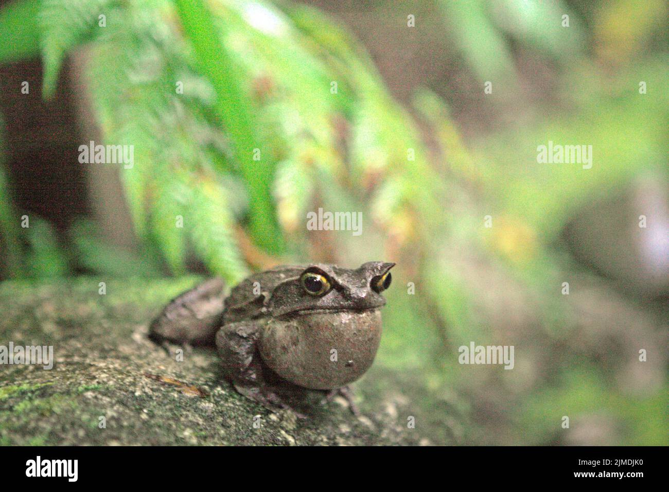 Grenouille à cornes malaisiennes, également connue sous le nom de grenouille à cornes longues ou grenouille à feuilles malaisiennes (Megophyris nasuta) au jardin botanique du Mont Kinabalu, dans le parc Kinabalu, Ranau, Sabah, Malaisie. Banque D'Images