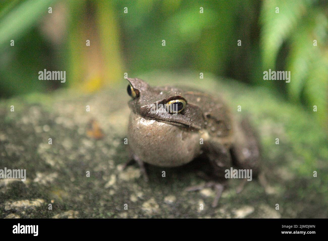 Grenouille à cornes malaisiennes, également connue sous le nom de grenouille à cornes longues ou grenouille à feuilles malaisiennes (Megophyris nasuta) au jardin botanique du Mont Kinabalu, dans le parc Kinabalu, Ranau, Sabah, Malaisie. Banque D'Images