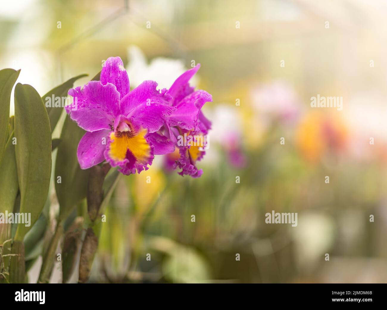 Gros plan fleurs orchidée Banque D'Images