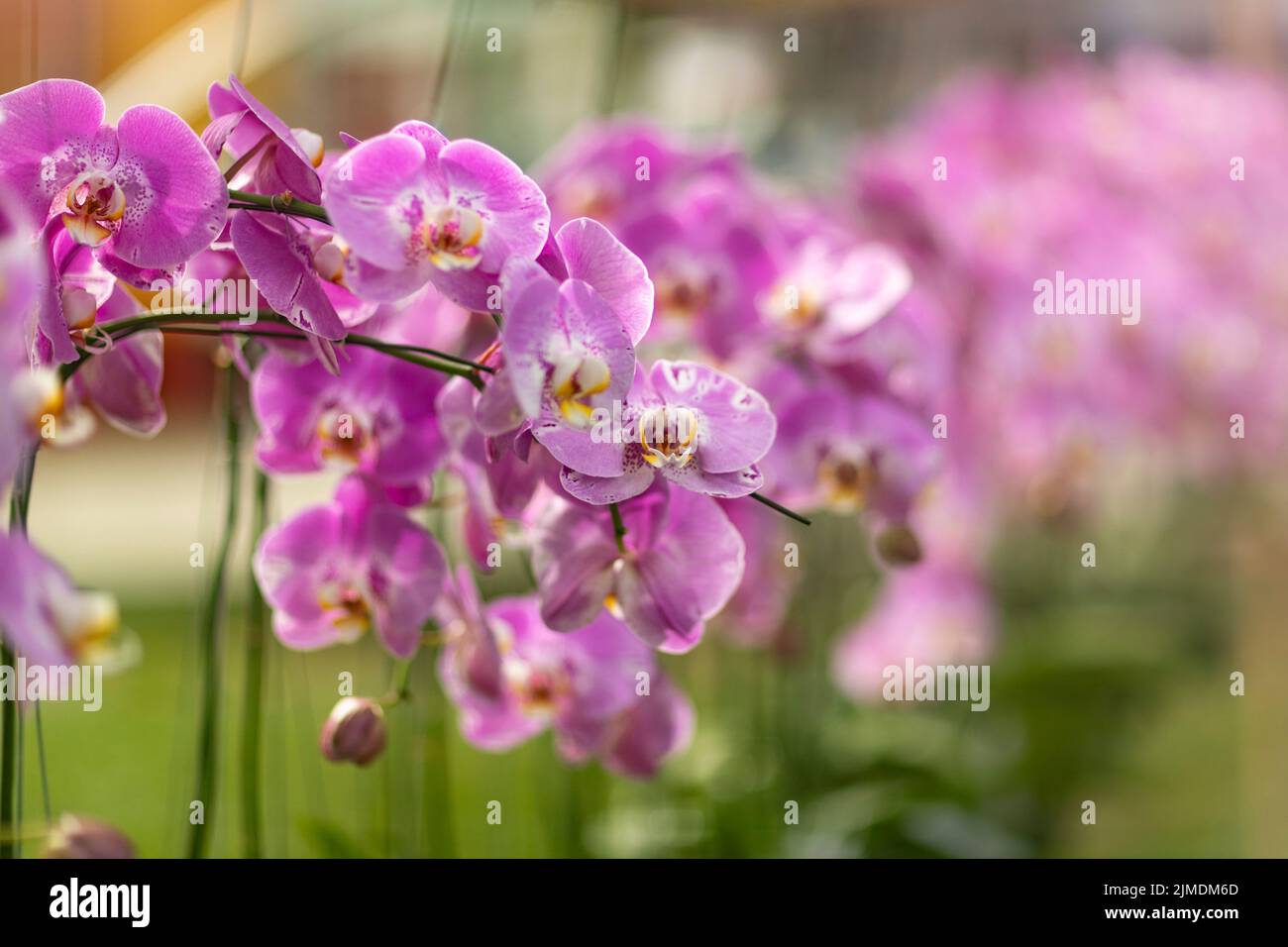 Gros plan fleurs orchidée Banque D'Images