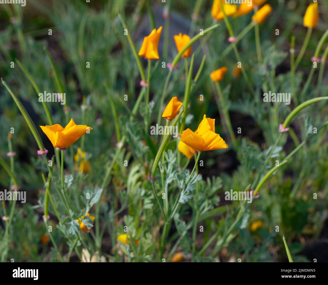 Orange fleurs des coquelicots de Californie sur fond vert. Eschscholzia californica Banque D'Images
