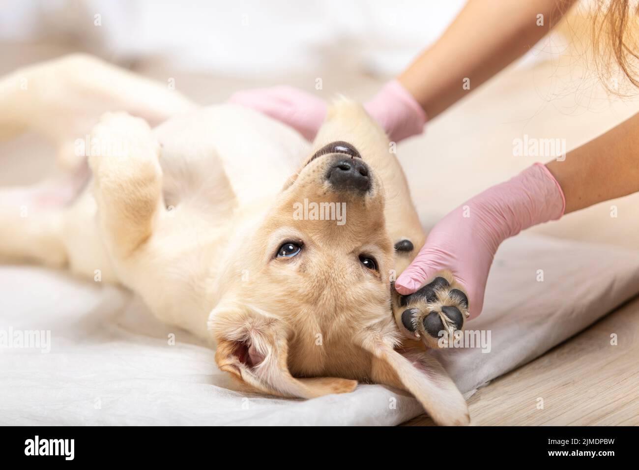 Vétérinaire examinant un chien mignon chiot de neuf semaines Banque D'Images